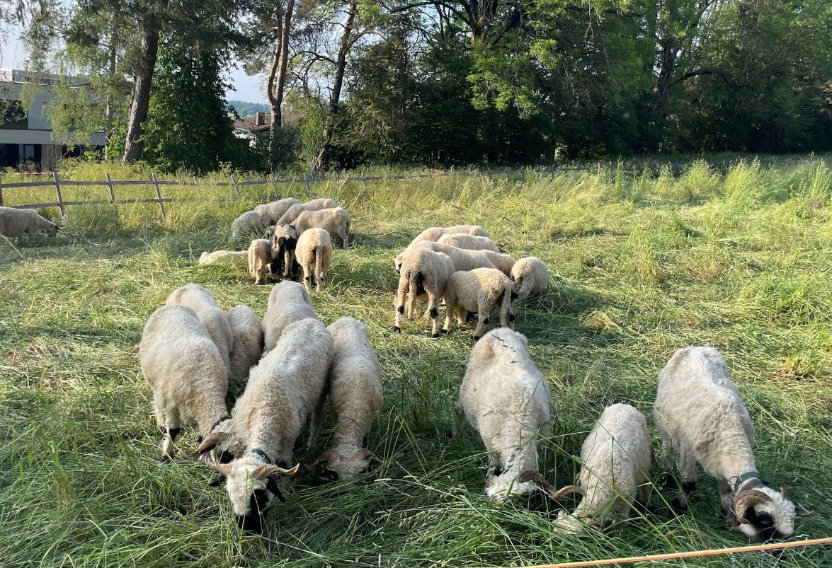 Attaque à La Chaux-de-Fonds: Trois chiens font un carnage dans un enclos à moutons