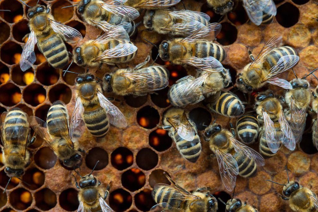 Chute des récoltes de miel, sauf à Genève