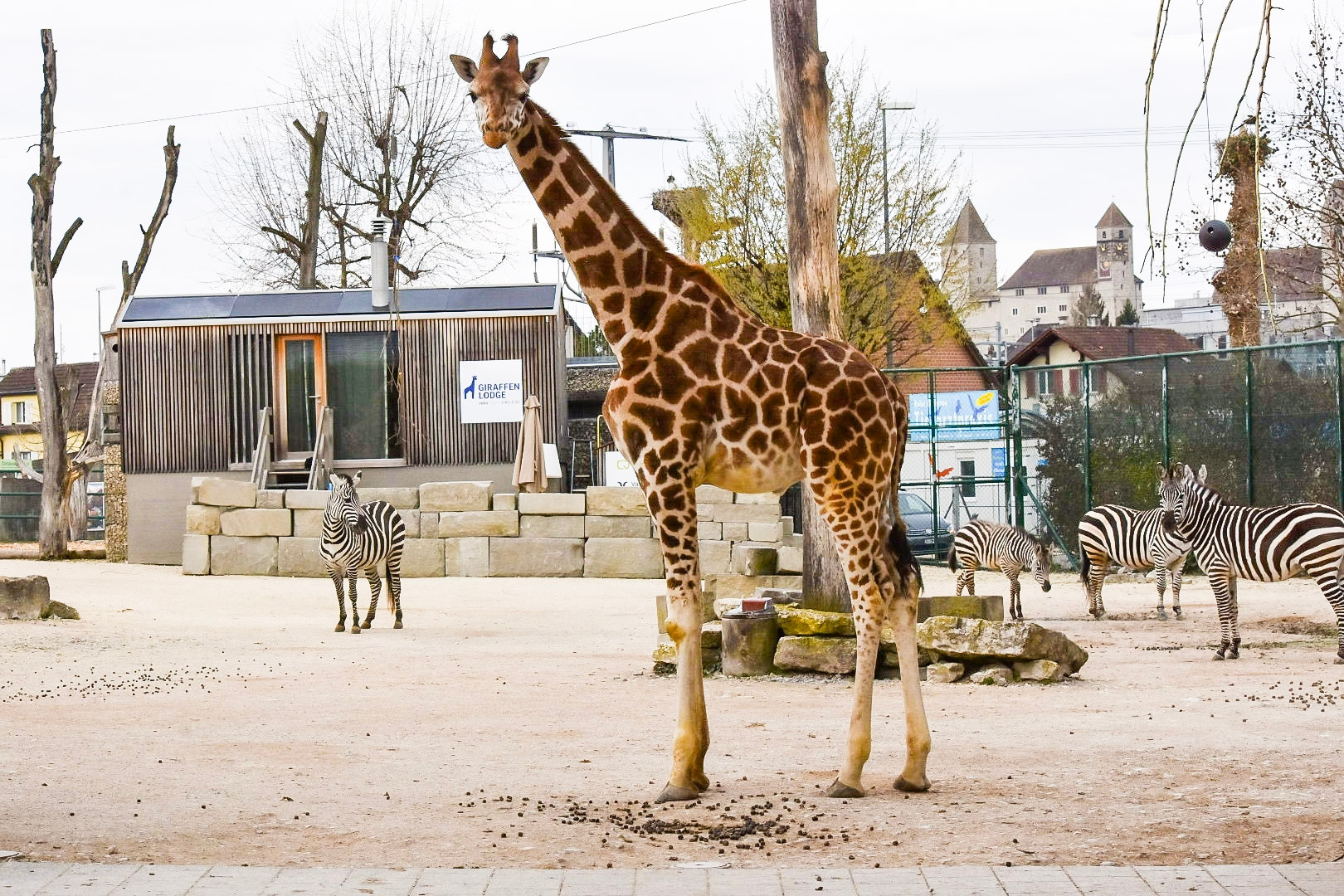 Kinderzoo Rapperswil: Wie gehts eigentlich dem Giraffenbaby Xolani?