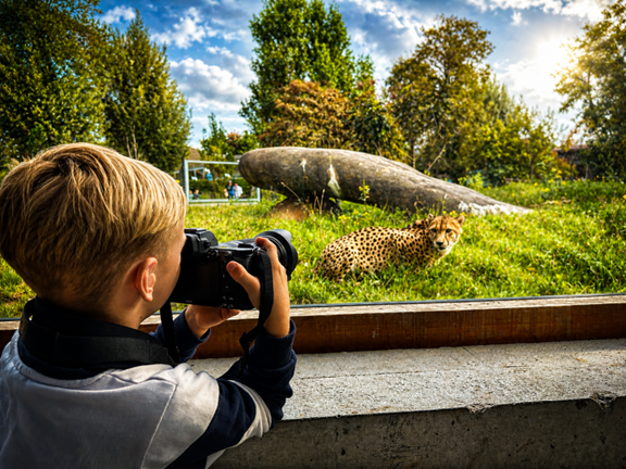 Neue Fotokurse im Kinderzoo: Kinder lernen Tierfotografie zwischen Geparden und Elefanten kennen