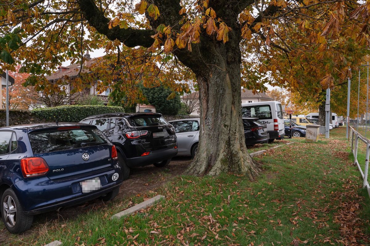 Voitures garées sur les racines de platanes à la promenade John Berney à Rolle, menaçant leur état de santé.