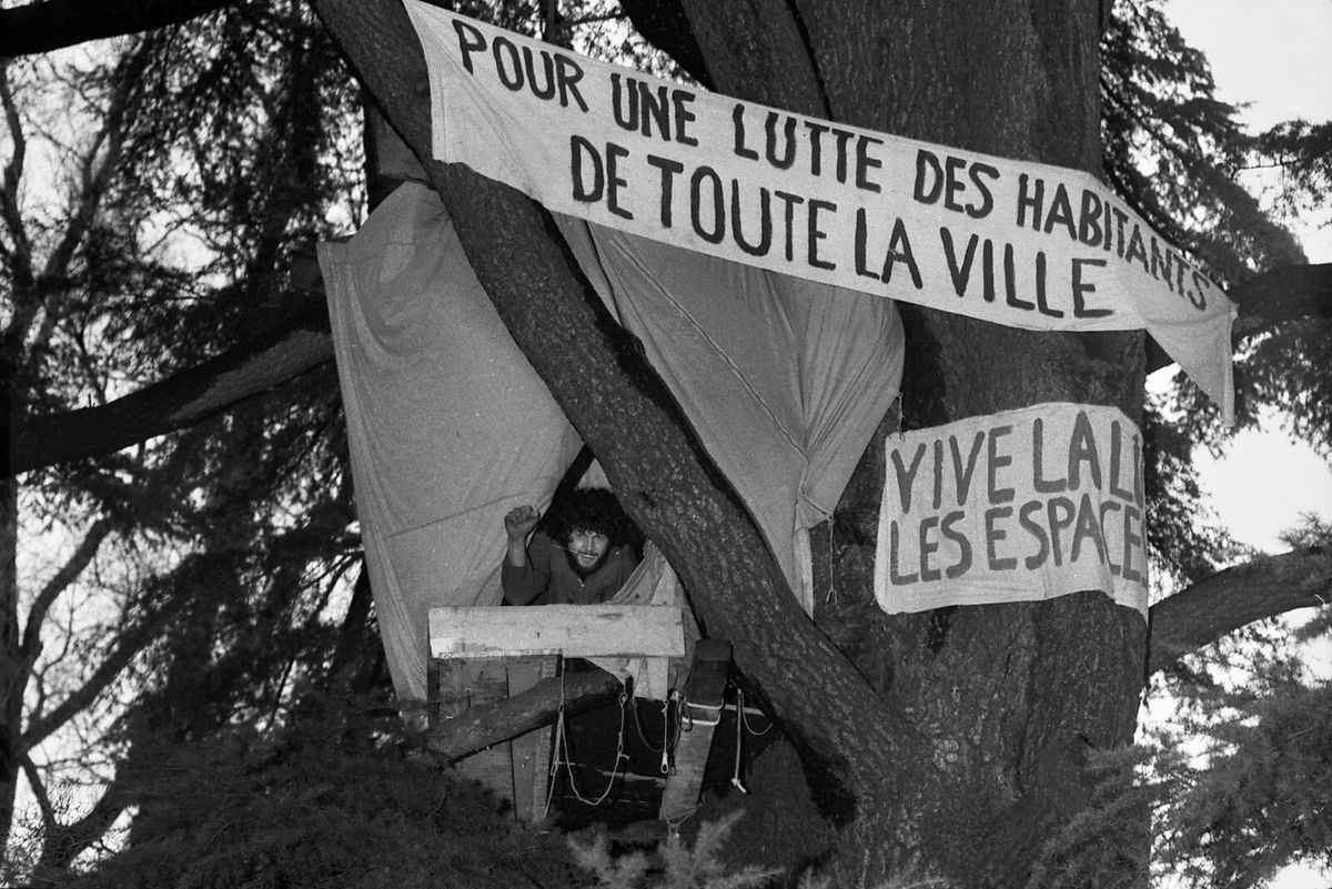 Genève vénère ses cèdres depuis 260 ans