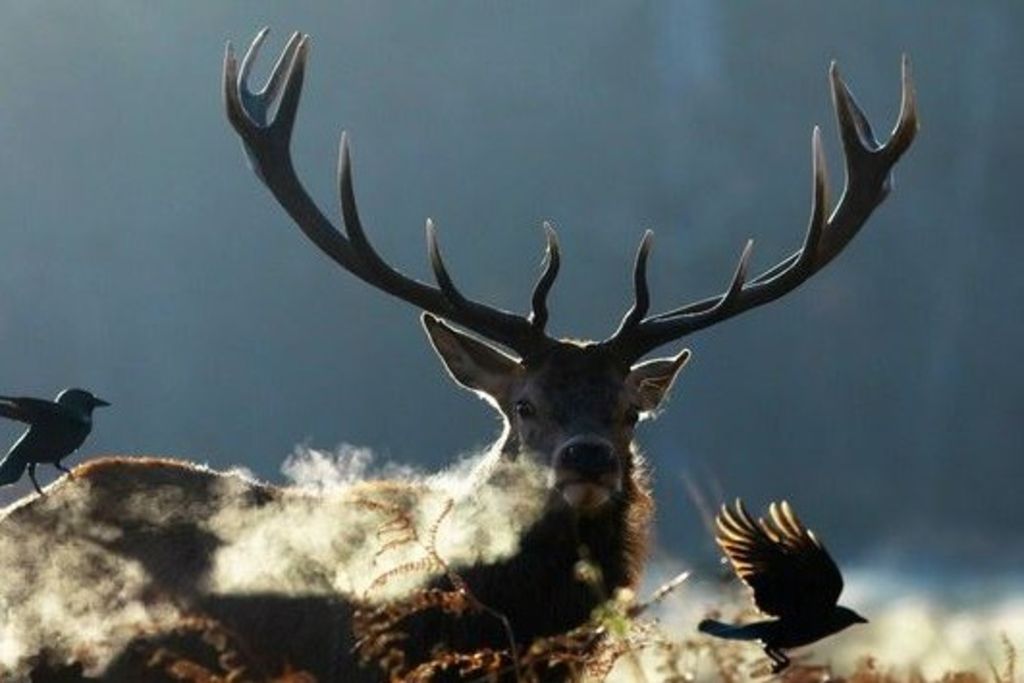 Forêt d'Aletsch: chasse au cerf suspendue