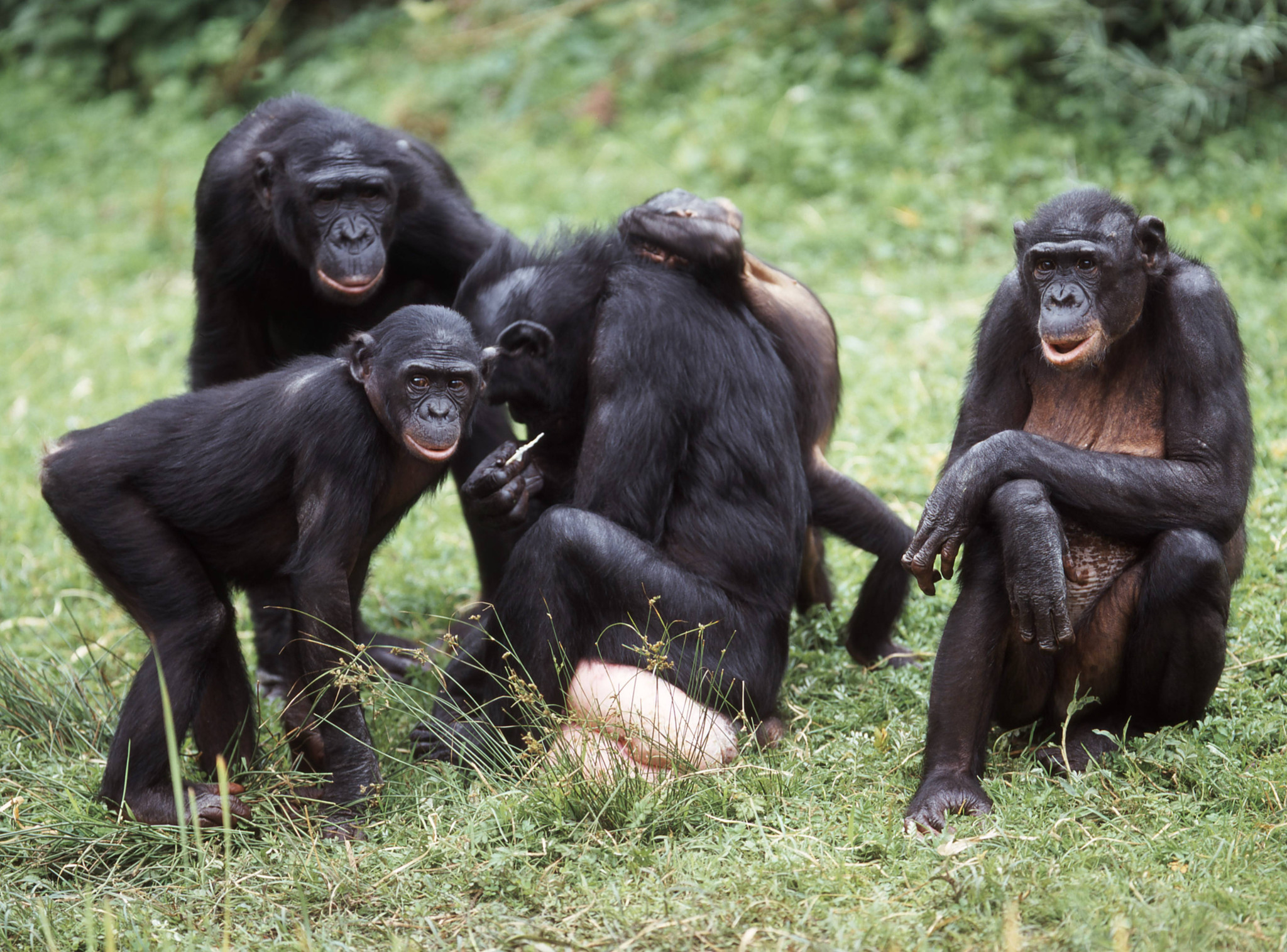 Biologiestudie: Bonobos zeigen Aggressionen wie Schimpansen
