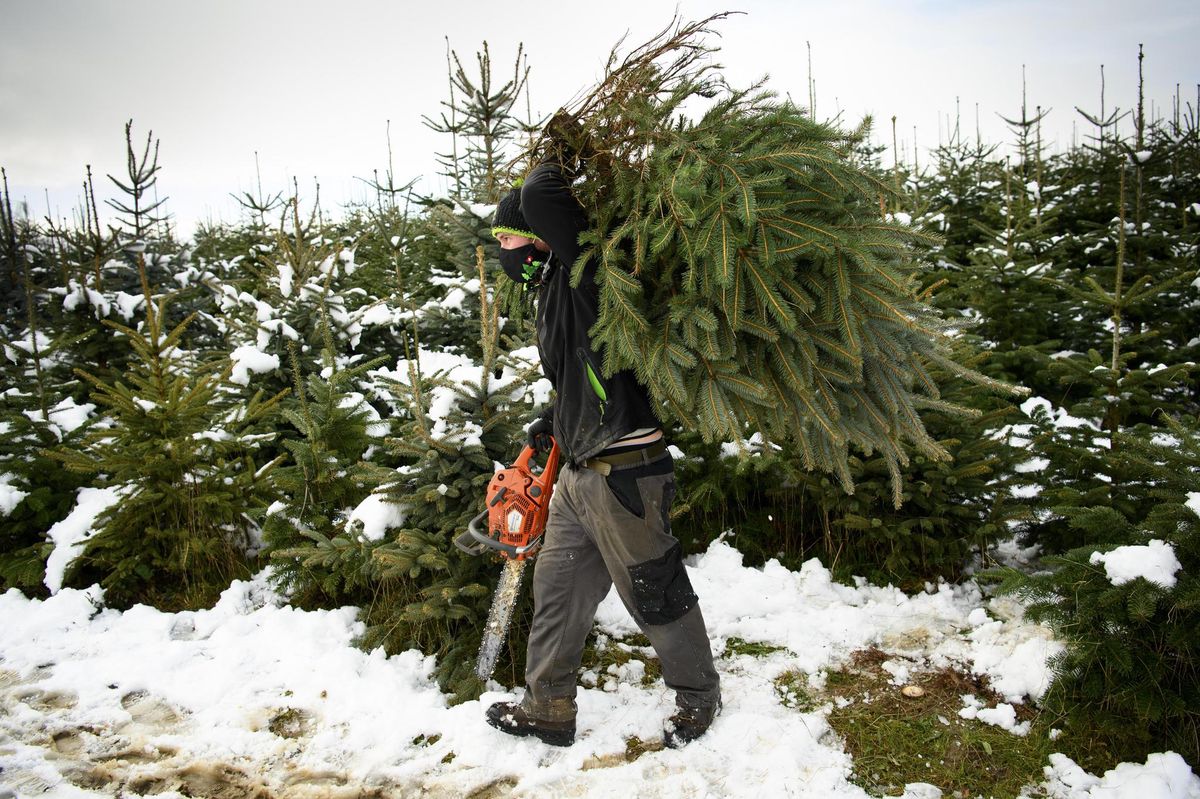 Plus de 600 entreprises forestières produisent des sapins de Noël en Suisse. On les trouvera sur le site de l’association ForêtSuisse