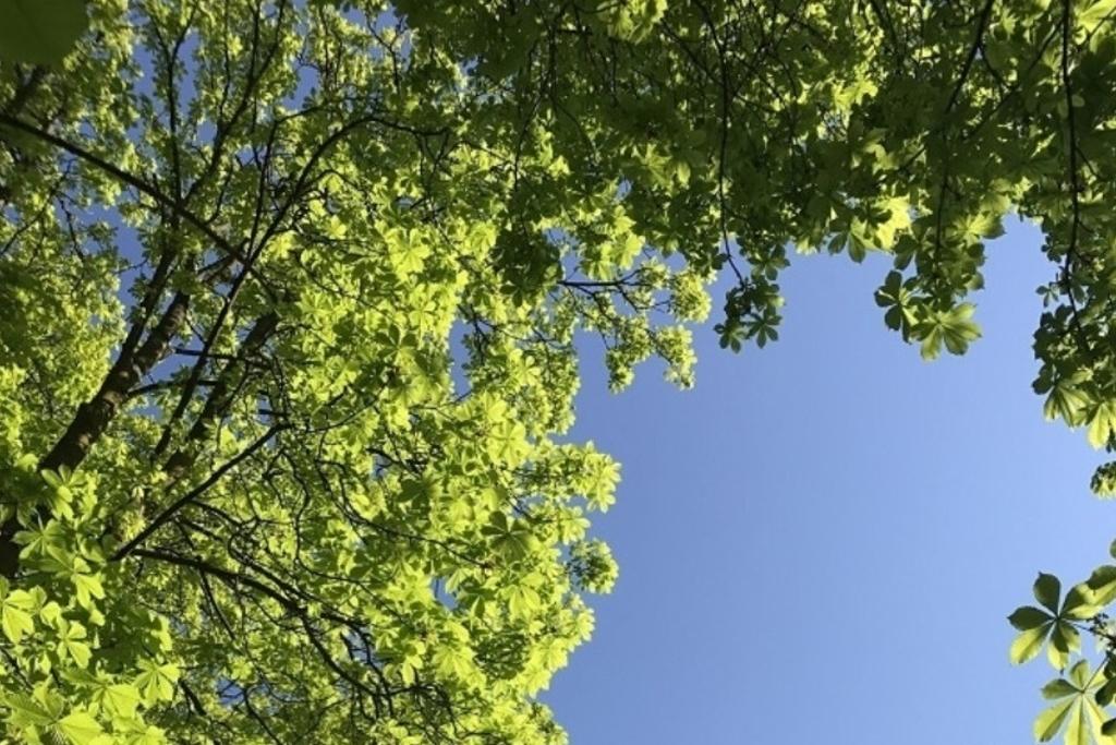 Valentin Dujoux: Les arbres en Ville de Genève, et si on en parlait?