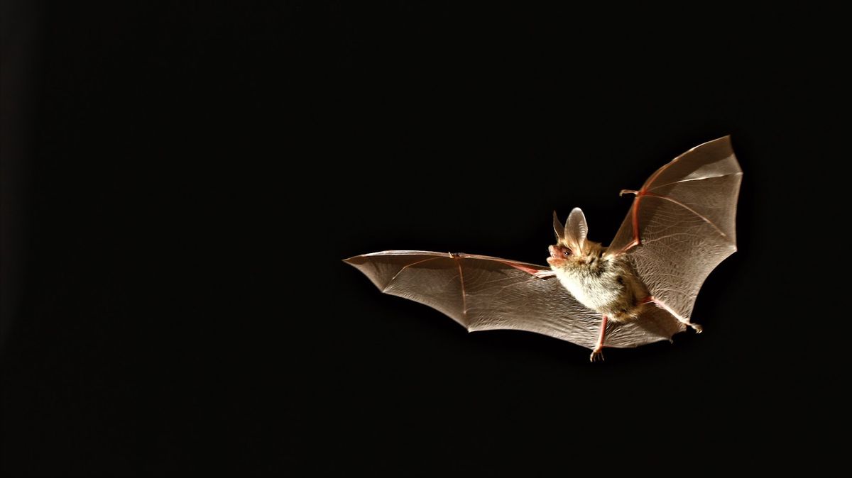 Une chauve-souris en vol la nuit avec des ailes ouvertes et des détails de son pelage visibles.