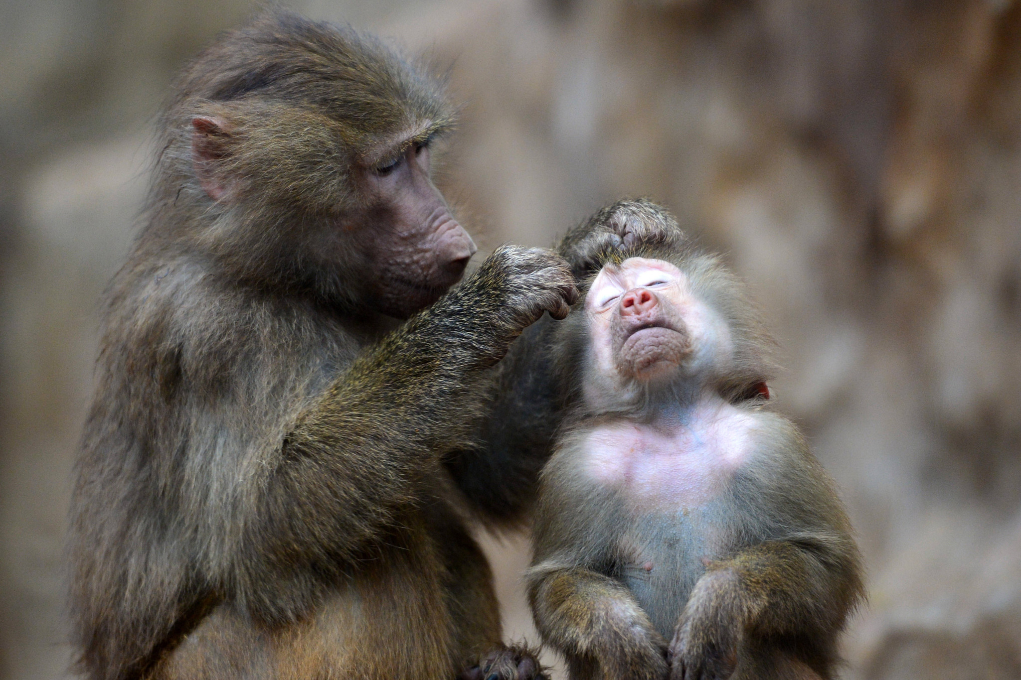 Ein junger männlicher Hamadryas-Pavian wird liebevoll von seiner Mutter im Zoo von Liberec, Tschechien gepflegt, Februar 2023.