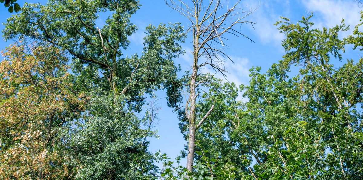 Arbres dans le bois d'Ecublens, avec un hêtre mort au centre sur fond de ciel bleu, soulignant les effets de l'assèchement. ©Florian Cella/24Heures