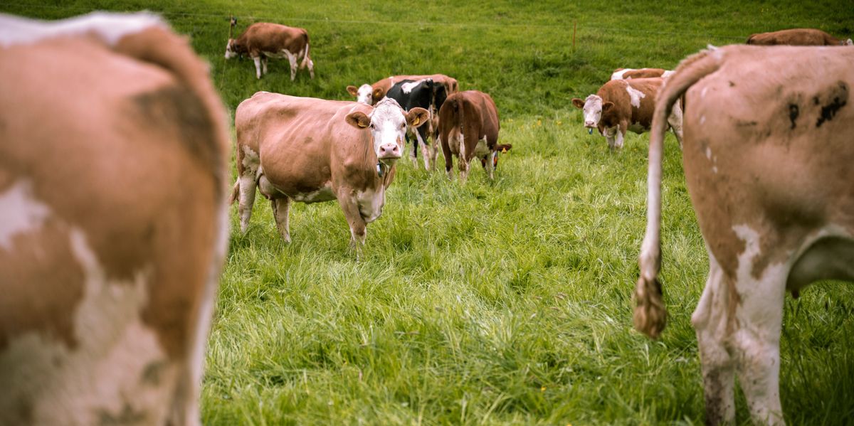 Lienz: Herd of cows kills hiker in East Tyrol