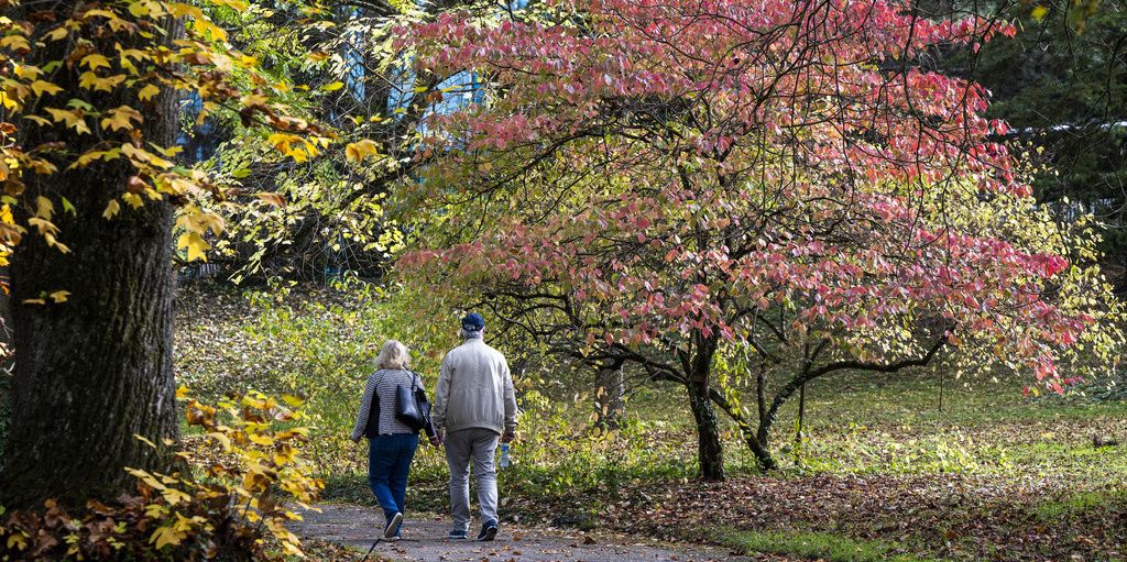 Deux personnes se promènent dans les Jardins botaniques, entourées d'arbres aux couleurs d'automne.
