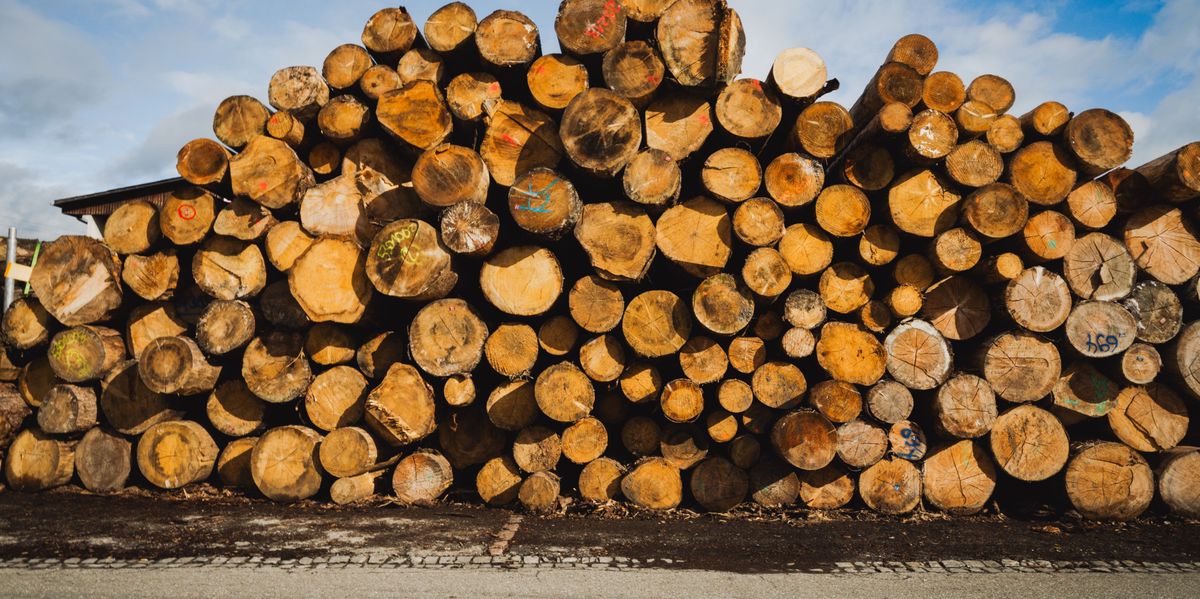 Forstskandal-im-Laufental-So-etwas-gab-es-noch-nie-Revierf-rster-wird-des-Holzverkaufbetrugs-verd-chtigt