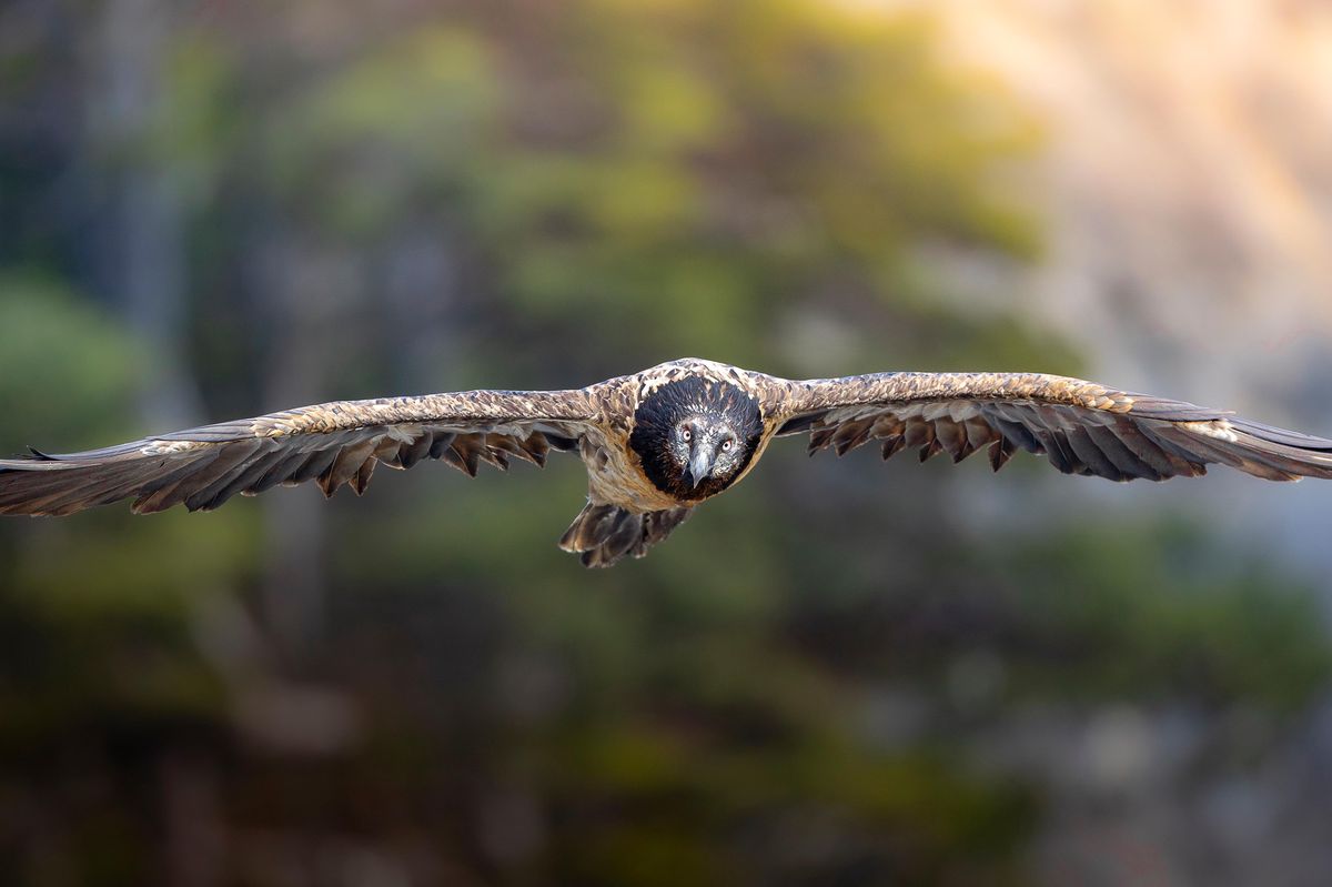Massimo Prati

CHUCHOTEUR DES FORETS, CONTEMPLATEUR DE L’INSTANT, AMOUREUX DU SAUVAGE