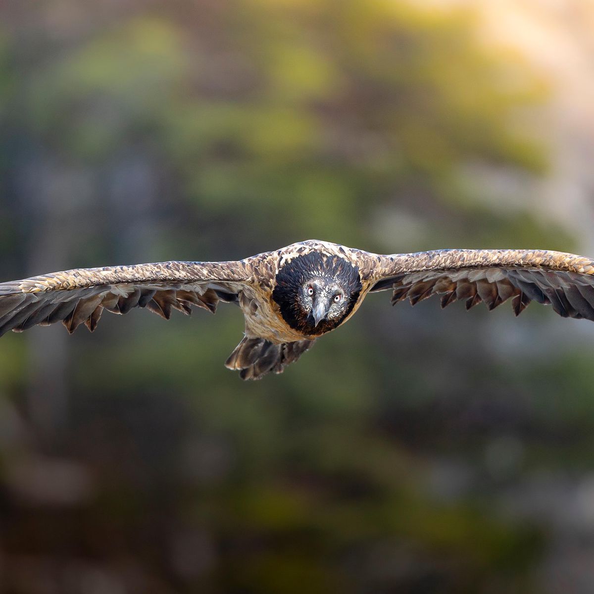 Massimo Prati

CHUCHOTEUR DES FORETS, CONTEMPLATEUR DE L’INSTANT, AMOUREUX DU SAUVAGE