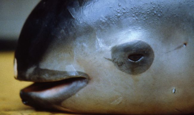 Un marsouin mort après s’être pris dans des filets de pêche illégaux.