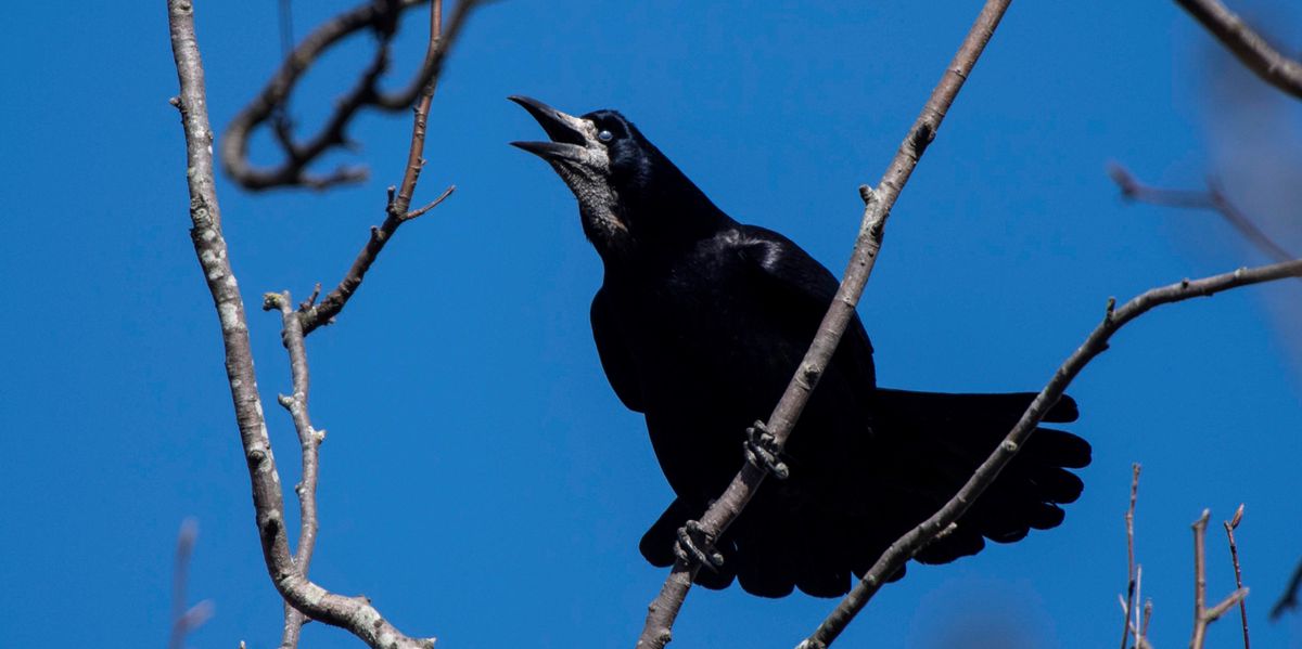 Corbeaux freux: Nyon lance une étude sur l’effet du bruit