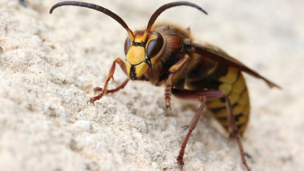 Des abeilles tueuses attaquent les touristes: un mort