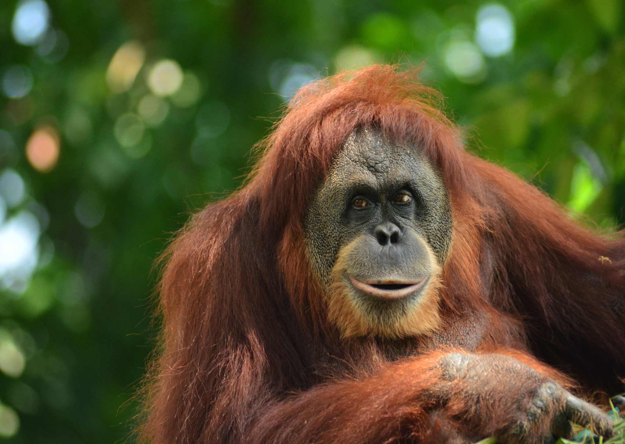 Incendies à Bornéo: Une mère orang-outan et son petit sauvés des fumées en Indonésie