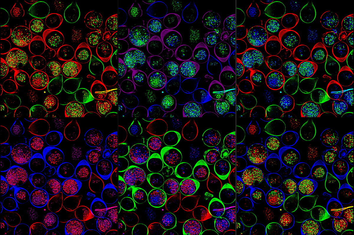 Des organoïdes «encapsulés», chaque couleur correspond à un organe. Leur mélange permet de simuler un organisme.