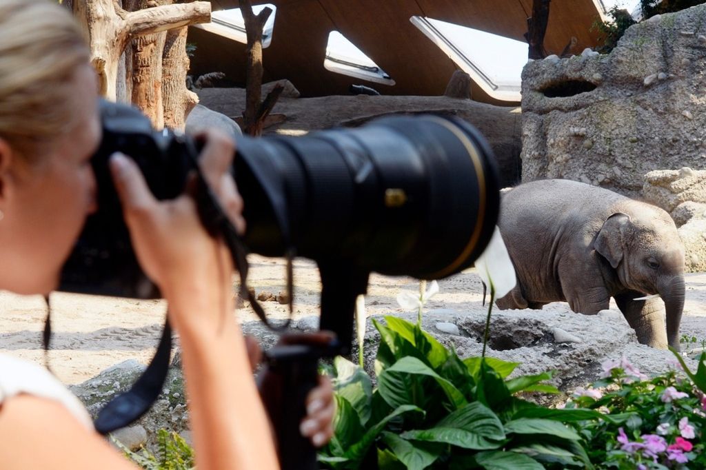 Manif contre l'élevage des animaux de rente