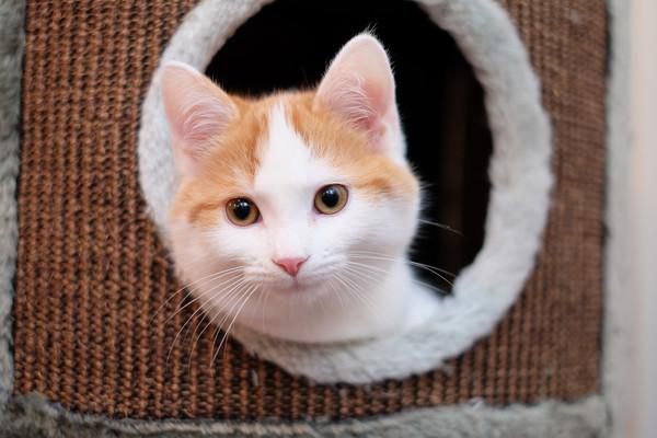 Im Shutdown haben sich viele Personen ein Haustier zugelegt, nun möchten einige ihre Tiere wieder weggeben.  