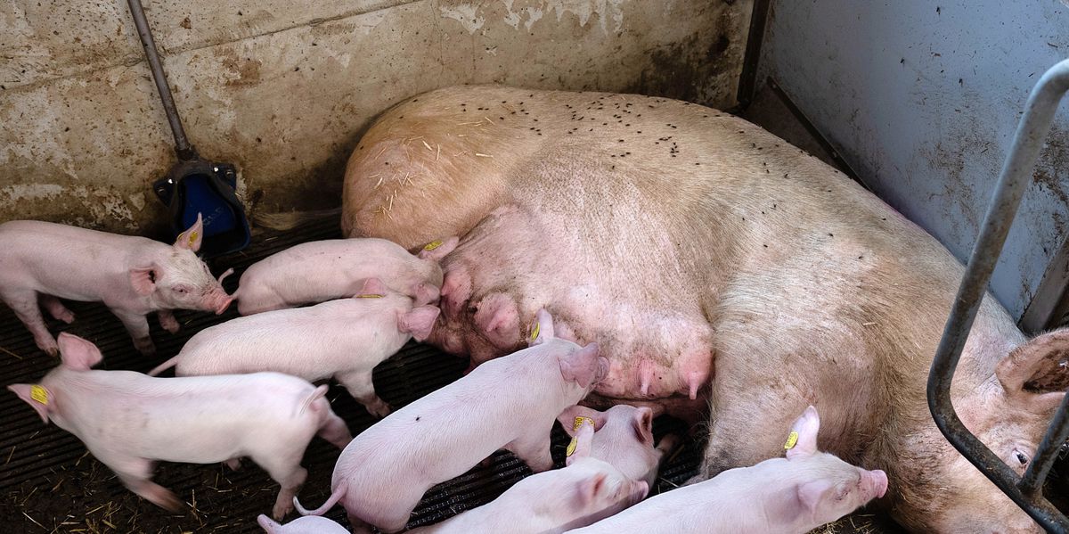 Shocking Videos Reveal Animal Cruelty at Vaud Pig Farm - News Directory 3