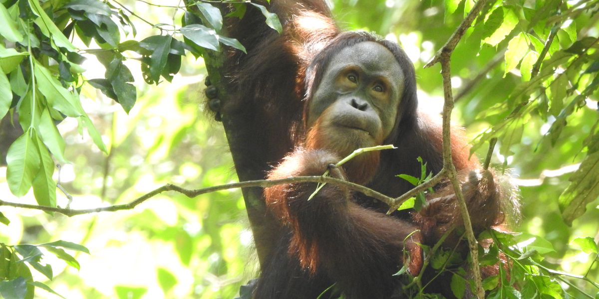 Bedrohter-Menschenaffe-Nur-noch-716-Orang-Utan-Art-steht-vor-dem-Aussterben