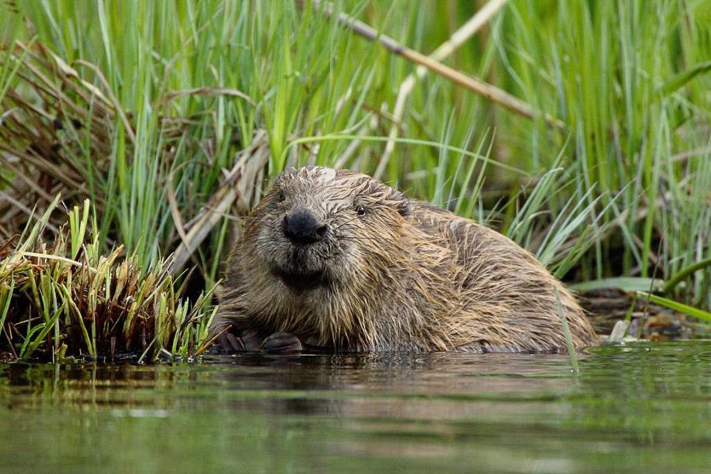 Le castor genevois a 60 ans et toutes ses dents!