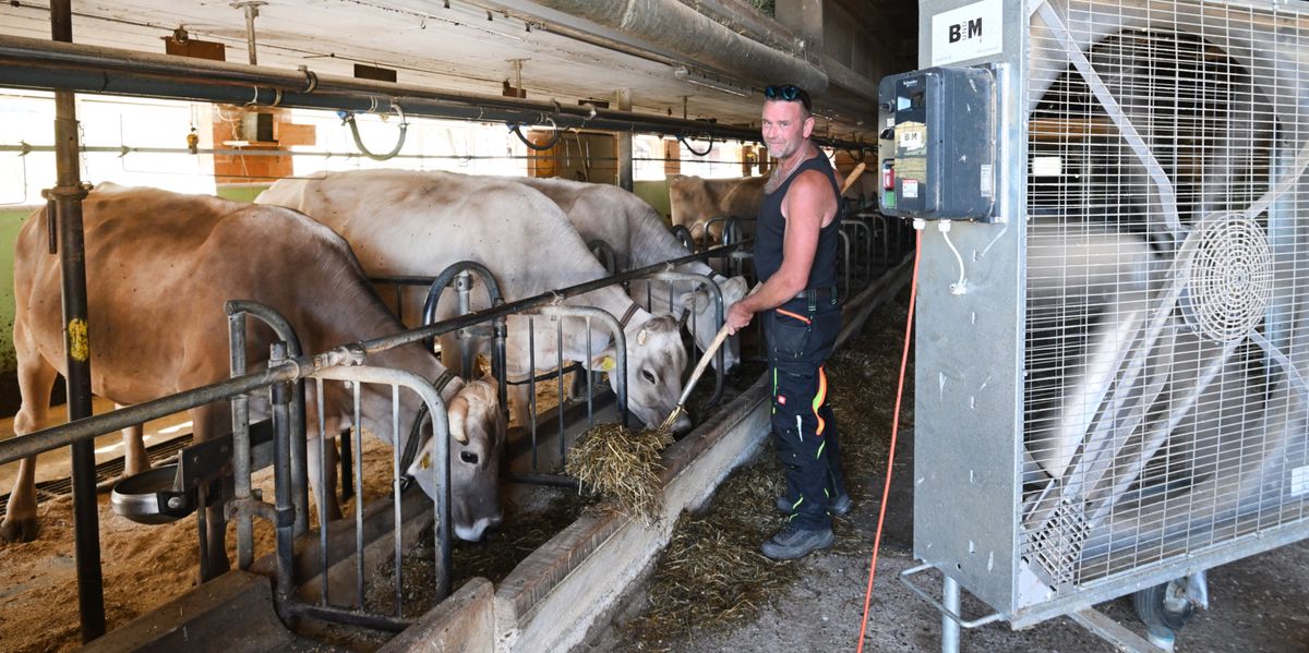 Verzweiflung-bei-den-Landwirten-Wegen-der-Trockenheit-musste-sich-Andreas-Henz-schon-von-drei-Tieren-trennen