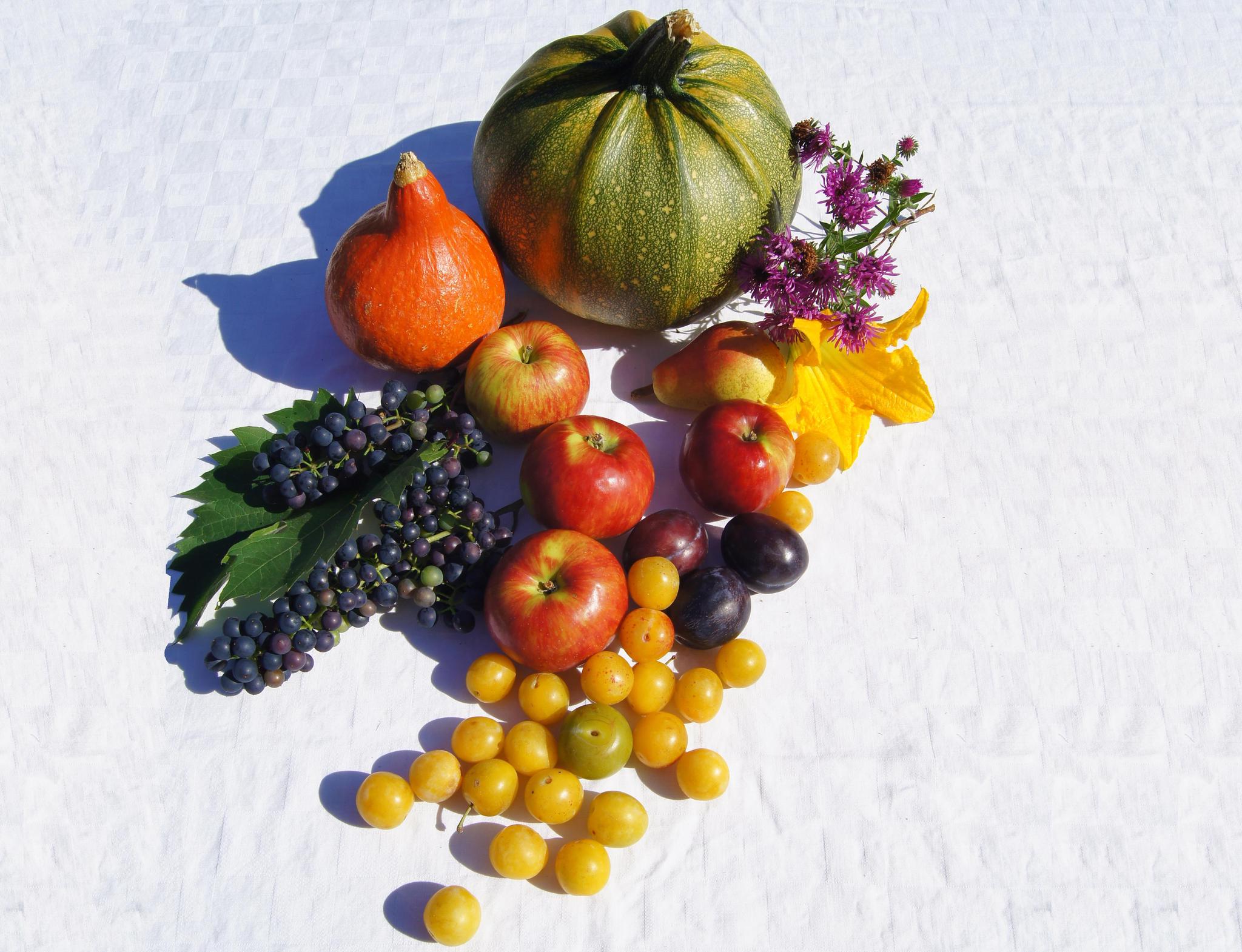 Dieses Obst und Gemüse gibt es nur jetzt – etwa im Garten unserer Art Directorin, von der das Foto stammt.