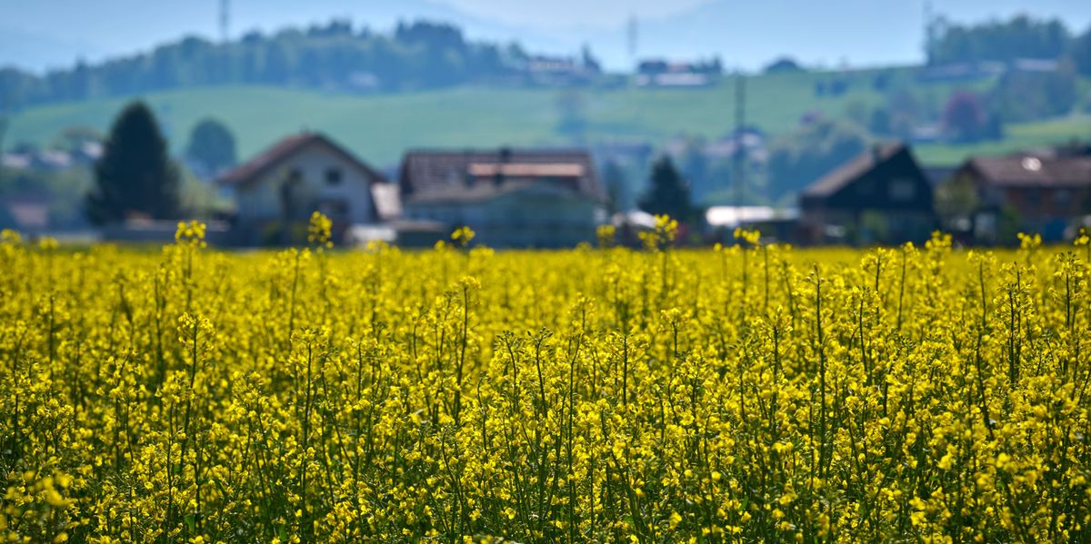 Abstimmung-vom-27-September-57-Prozent-wollen-die-Ern-hrungs-Initiative-annehmen-obwohl-alle-Parteien-dagegen-sind