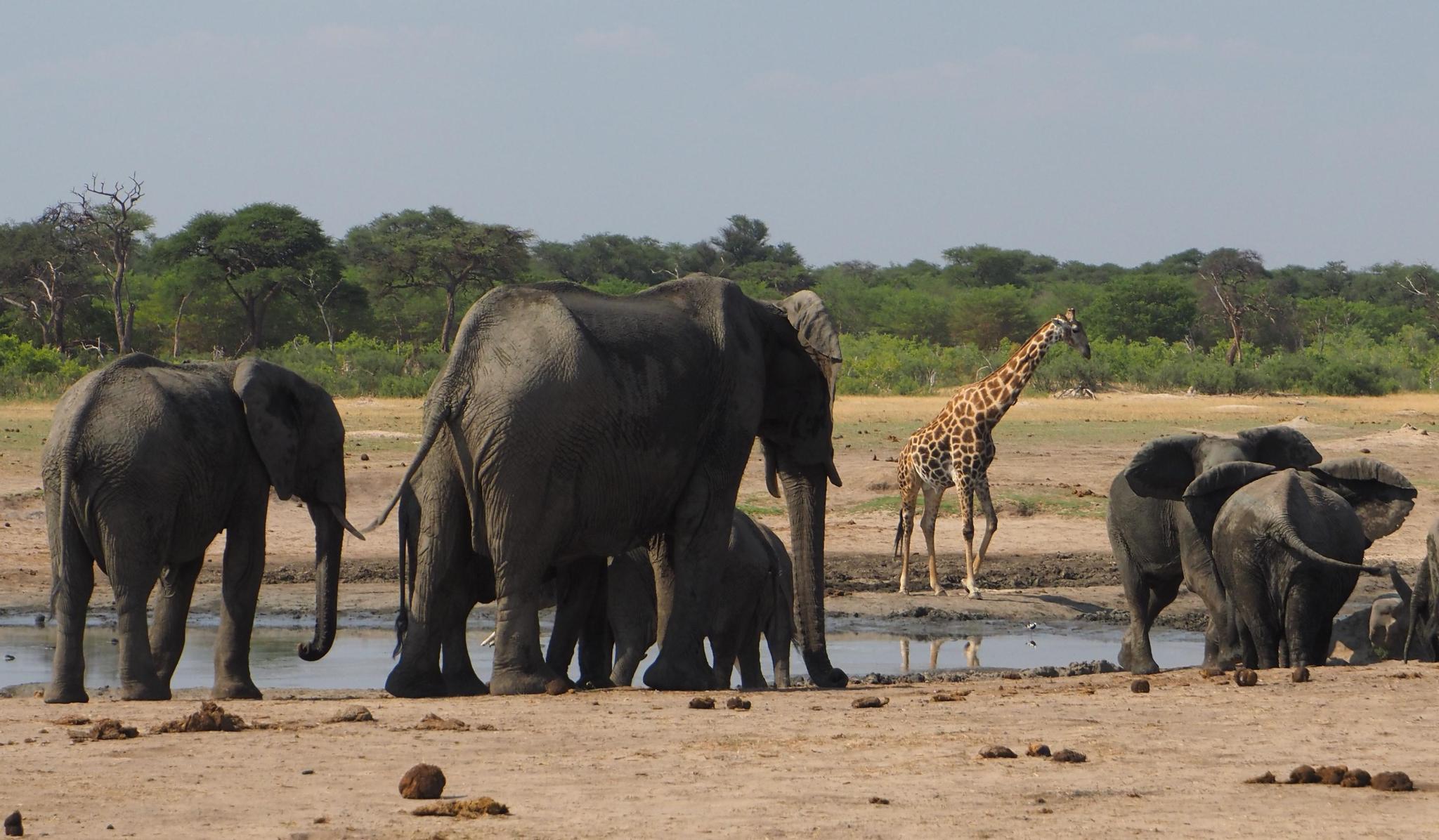 Le parc national du Hwange est un territoire exceptionnel pour s’adonner aux safaris. On y dénombre 107 espèces de mammifères et plus de 400 espèces d'oiseaux, dont 40 sortes de rapaces différentes