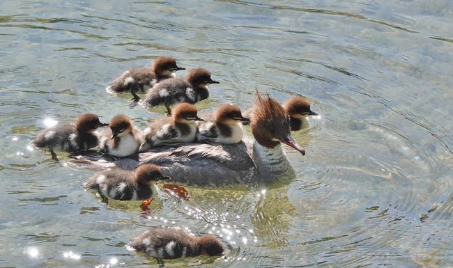 Diese Gänsesäger-Familie hat den Umzug zum Wasser unbeschadet überstanden.