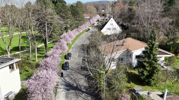 Cherry Blossoms in Basel: Spring Blooms Captured From Above