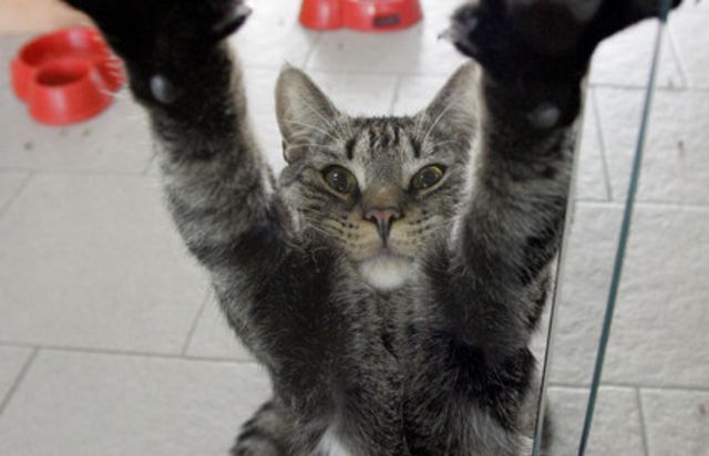 Les chats qui se sentent un âme de superhéros font régulièrement parler d'eux.