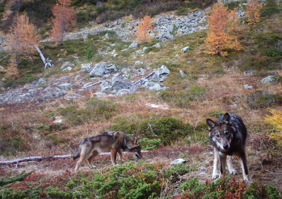 Après avoir attaqué des moutons des deux côtés de la frontière valdo-fribourgeoise, le loup de la Broye s’en est pris à une génisse à Chandon, sur la commune de Belmont-Broye. (image prétexte de loups en Valais)