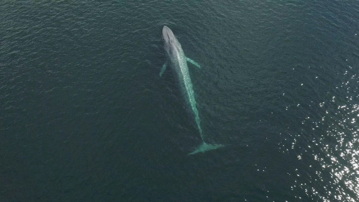 Les baleines bleues avaleraient dix millions de microplastiques par