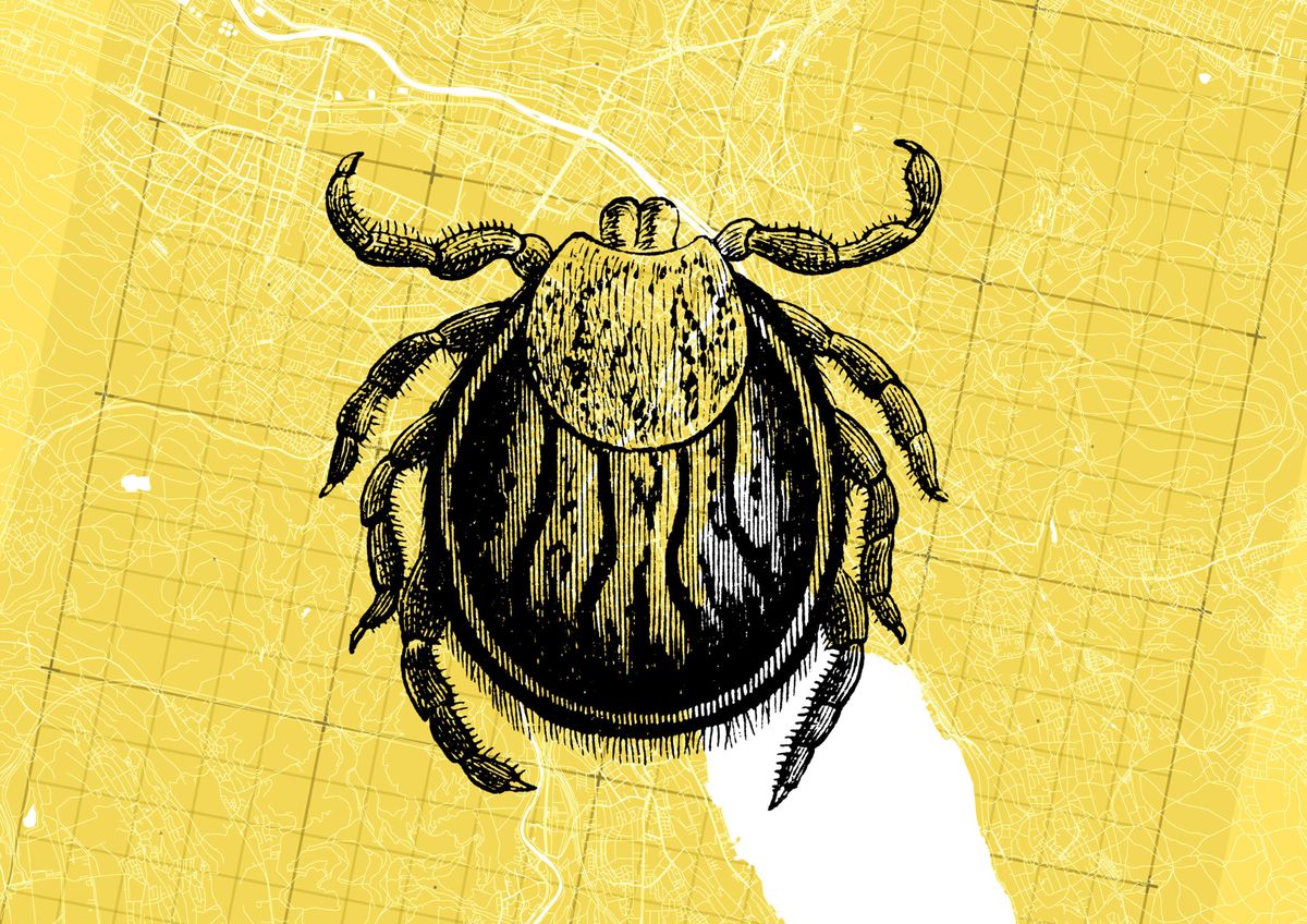 Die Zecken sind in Zürich früher unterwegs als sonst