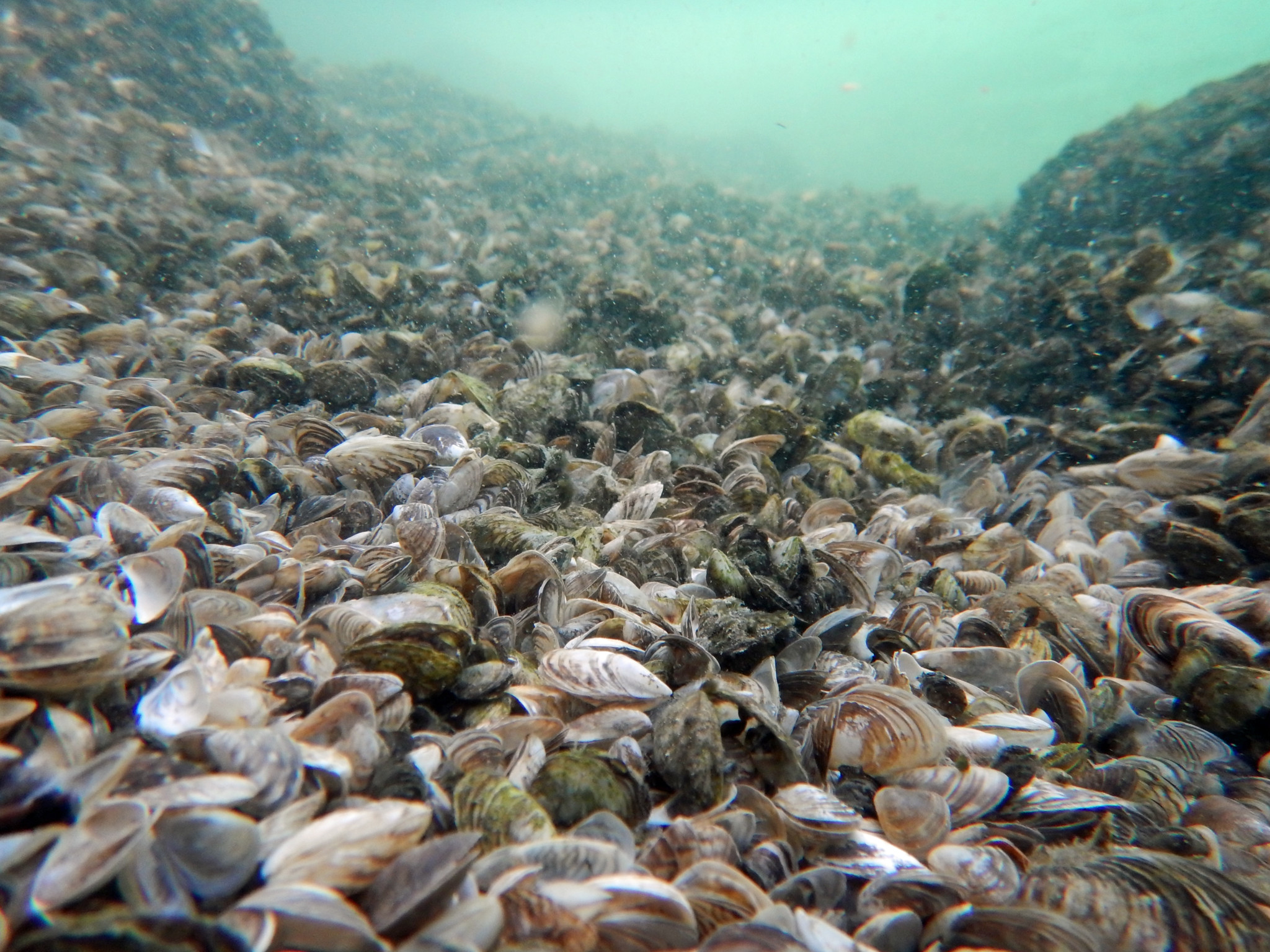 Schifffahrt im Rhein: Quagga-Muscheln ausbaggern oder nicht? Schaffhausen und Thurgau stehen vor schwierigem Entscheid