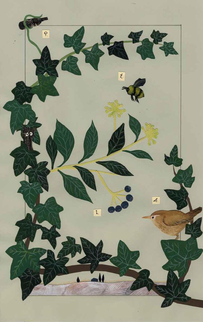 L’humble lierre grimpant est aussi surnommé «bourreau-des-arbres» qui, pour le philosophe Montaigne, incarne «ces amitiés molles et indiscrètes qui corrompent et ruinent la paroi qu’il accole». Méfiance, donc, pour cette espèce encore appelée «Herbe de Bacchus» et qui, justement, neutralise la vigne.