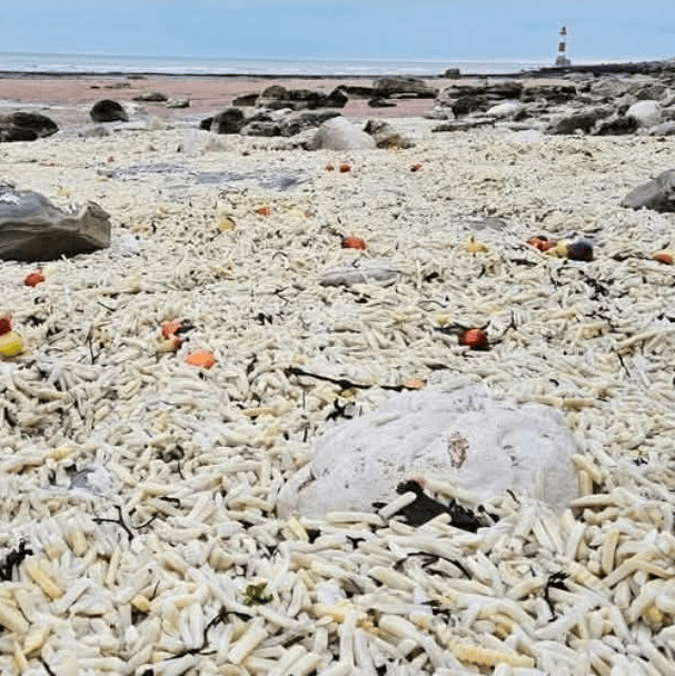 Angleterre: des tonnes de frites échouées sur une plage