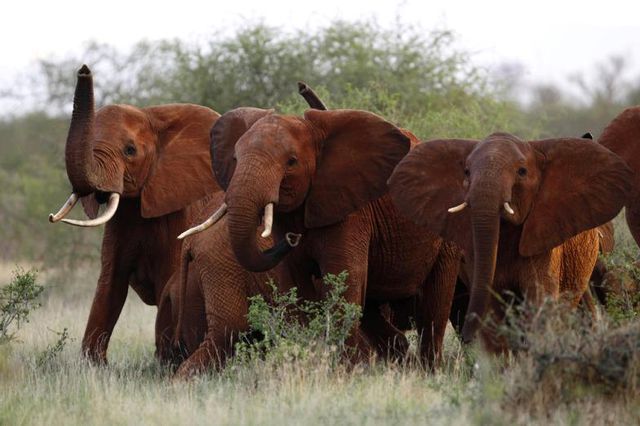 Um gegen das Artensterben vorzugehen, müsse man sofort handeln, sagte der Leiter der Uno-Konvention zur Biodiversität: Auch Elefanten sind vom Aussterben bedroht.