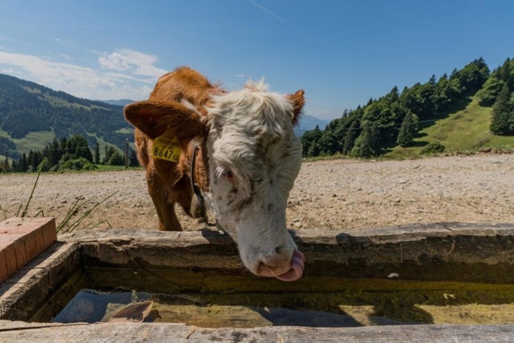 Sécheresse: un paysan va devoir abattre son bétail
