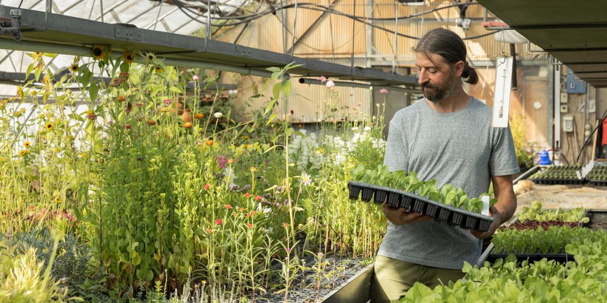 Grossaffoltern Nursery: Heat Pushes Leonotis to its Limits