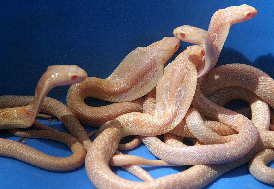 Albinos, die Exoten des Tierreichs Berner Zeitung