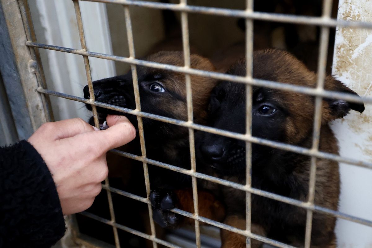 La présidente de la Protection suisse des animaux destituée 24 heures