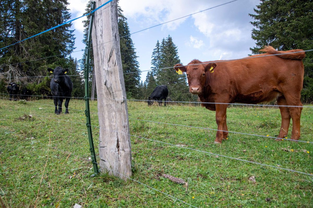 Le troupeau de la Rionde Dessus est désormais protégé du loup derrière une clôture de cinq fils électriques, en plus de l’ancienne barrière et de ses deux fils également électrifiés qui n’ont pas encore été démontés.