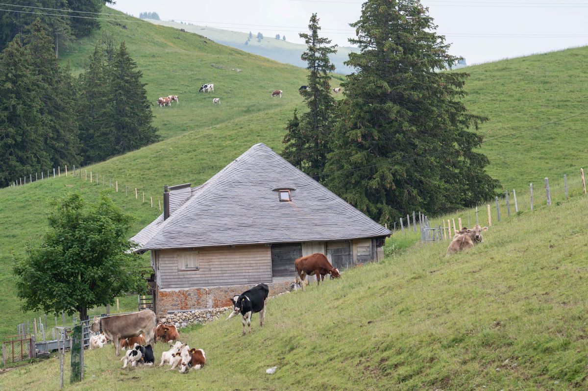 Chalet d'alpage dans la région du lac Noir avec des vaches pâturant sur une colline verdoyante, inscrite au patrimoine culturel immatériel de l'UNESCO.