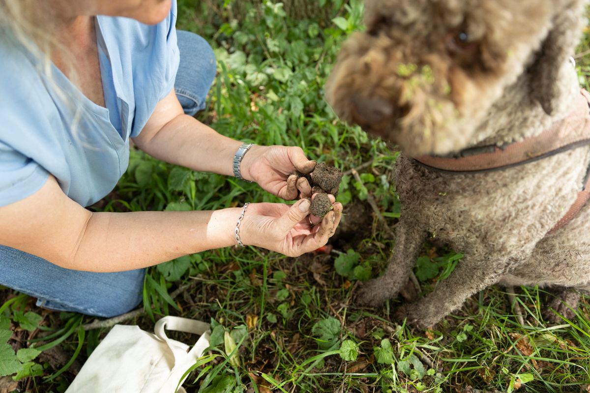Vuillerens , le 15  juillet  2024.  Barbara Demont et son chien Piffe à la recherce de truffes.  (c/Odile Meylan 24heures)