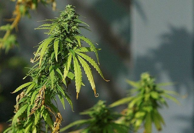Soll die Droge Cannabis entkriminalisiert werden?
